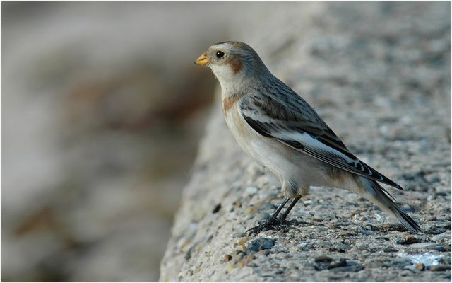 SCHNEEAMMER, SNOW BUNTING, PLECTROPHENAX NIVALIS