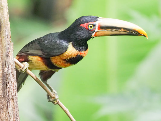 Hellschnabelarassari, , Pale-mandibled Aracari - Pteroglossus erythropygius