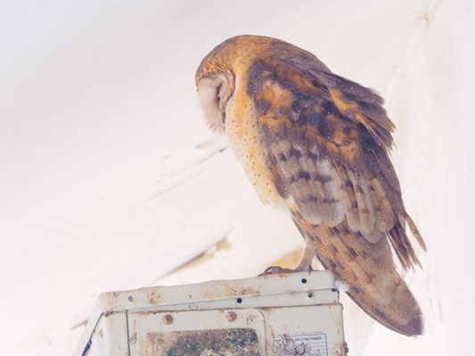 Schleiereule, Barn Owl - Tyto alba