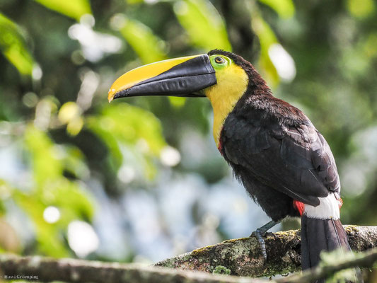 Küstentukan, Choco Toucan - Ramphastos brevis