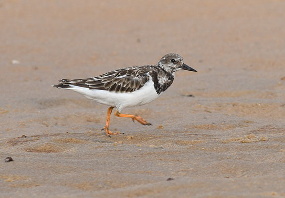 STEINWÄLZER, RUDDY TURNSTONE, ARENARIA INTERPRES