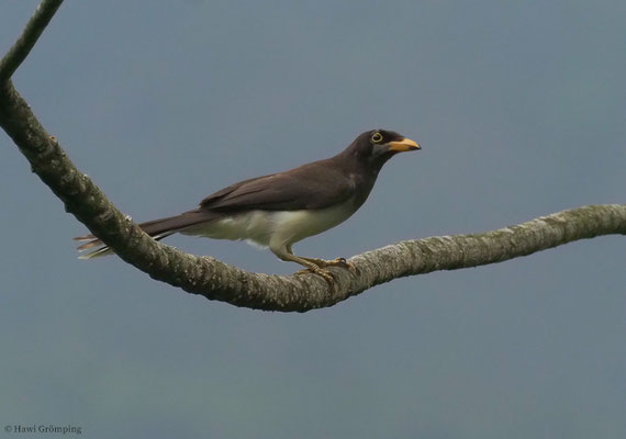 BRAUNHÄHER, BROWN JAY, CYANOCORAX MORIO