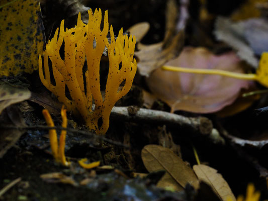 Klebriger Hörnling - Calocera viscosa