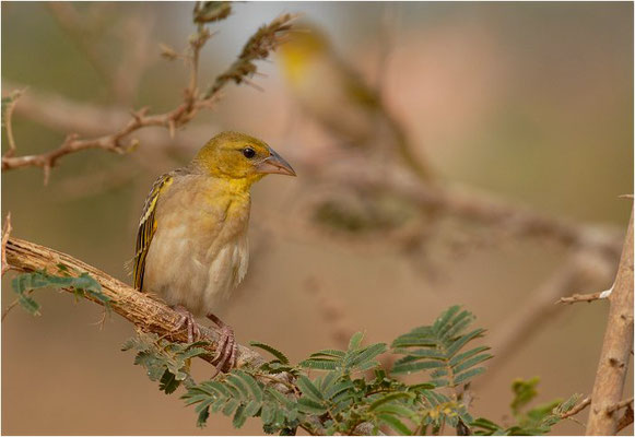 DOMINIKANERWITWE, PIN-TAILED WHYDAH, VIDUA MACROURA