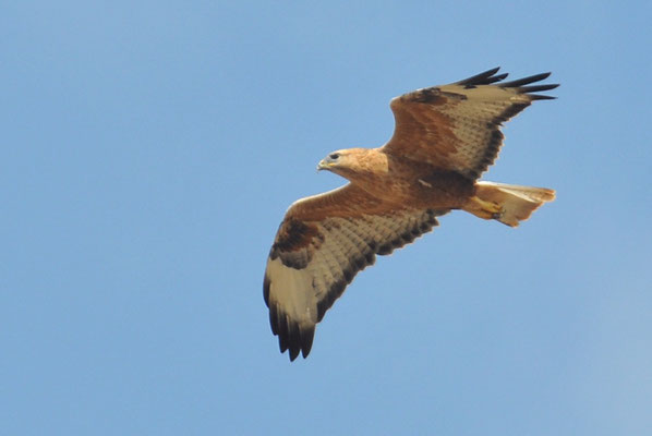 ADLERBUSSARD, LONG-LEGGED BUZZARD, BUTEO RUFINUS