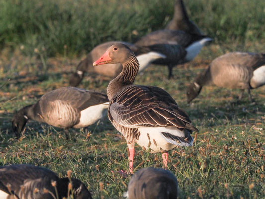 Eine einzelne Graugans unter Ringelgänsen. Graugänse sind aber zu Hunderten ganzjährig auf Ameland zu finden.
