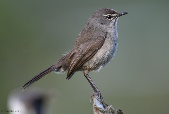 KARRUHECKENÄNGER, KAROO SCRUB ROBIN, CERCOTRICHAS CORYPHOEUS