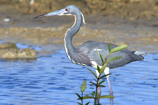 DREIFARBENREIHER TRICOLORES HERON, EGRETTA TRICOLOR