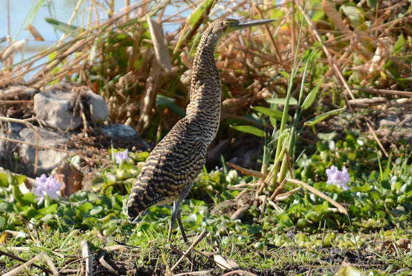 NACKTKEHLREIHER, BARE-THROATED TIGER-HERON, TIGRISOMA MEXICANUM