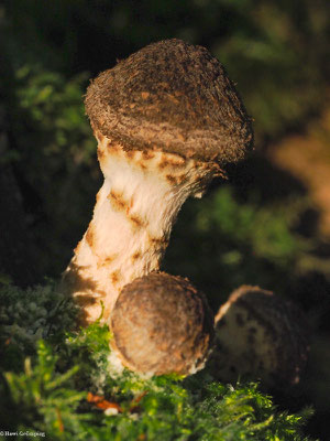 Dunkler Hallimasch - Armillaria ostoyae