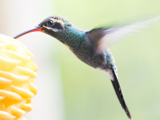 SMARAGD-SCHATTENKOLIBRI, WHITE-WHISKERED HERMIT - PHAETORNIS YARUQUI