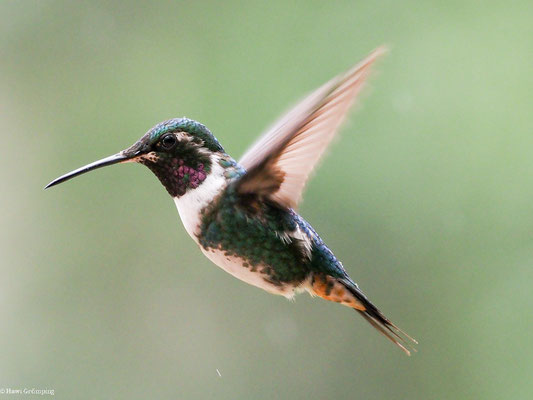 WEISSBAUCHELFE, WHITE-BELLIED WOODSTAR - CHAETOCERCUS MULSAN