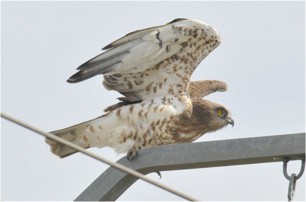 SCHLANGENADLER, SHORT-TOED EAGLE, CIRCAETUS GALLICUS