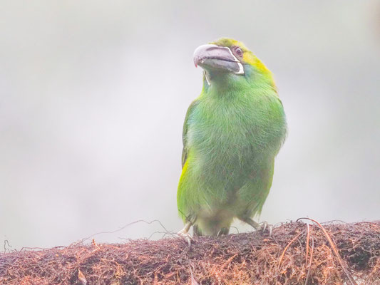 Blutbürzelarassari, Crimson-rumped Toucanet - Aulacorhynchus haematopygus