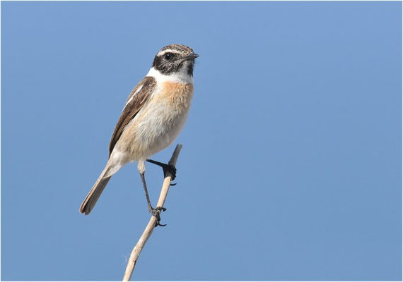 KANARENSCHMÄTZER, FUERTEVENTURA STONECHAT, SAXICOLA DACOTIAE