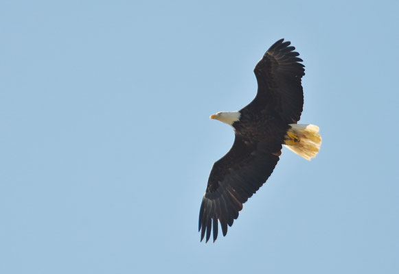 WEISSKOPFSEEADLER, BALD EAGLE,  HALIAEETUS LEUCOCEPHALUS