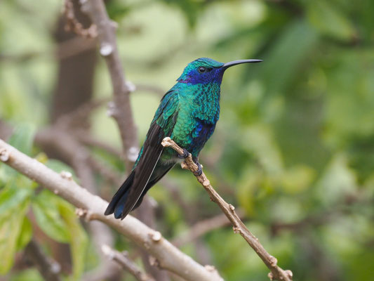 BERG-VEILCHENOHRKOLIBRI, LESSER VIOLETEAR - COLIBRI CYANOTUS