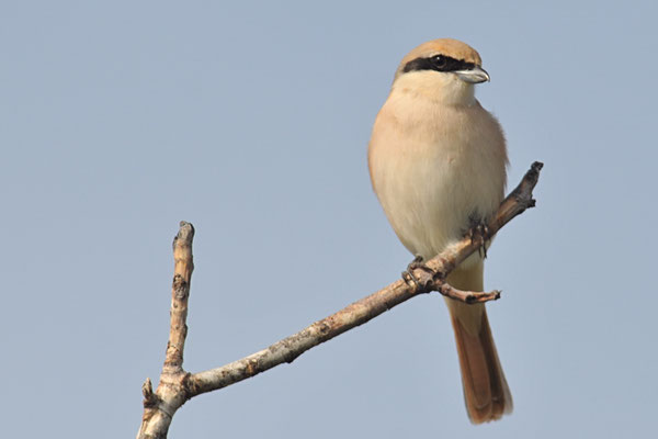 ISABELLWÜRGER, ISABELLINE SHRIKE, LANUS ISABELLINUS