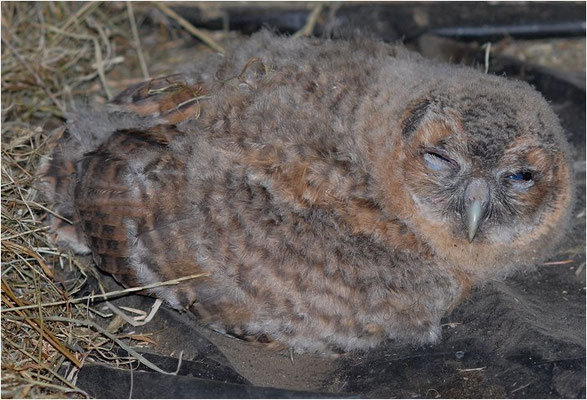 WALDKAUZ, TAWNY OWL, STRIX ALUCO