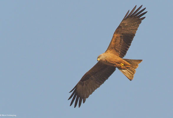 SCHWARZMILAN, BLACK KITE, MILVUS MIGRANS