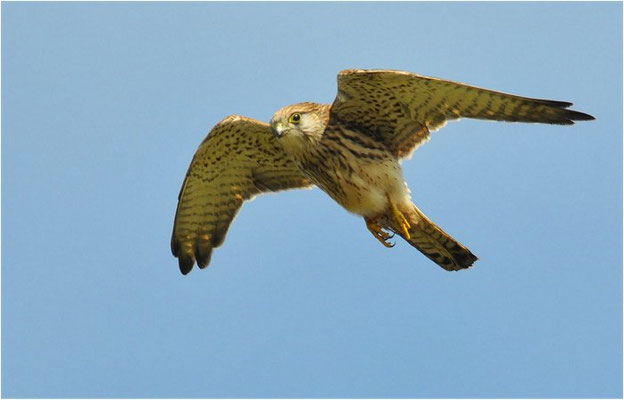 TURMFALKE, KESTREL, FALCO TINNUNCULUS