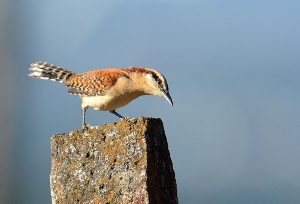 ROTNACKENZAUNKÖNIG, RUFOUS-NAPED WREN, CAMPYLORHYNCHUS RUFINUCHA