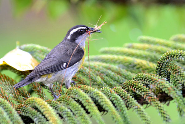 ZUCKERVOGEL, BANANAQUIT, COEREBA FLAVEOLA