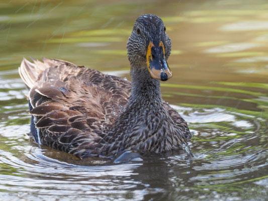 GELBSCHNABELENTE, YELLOW-BILLED DUCK, ANAS UNDULATA
