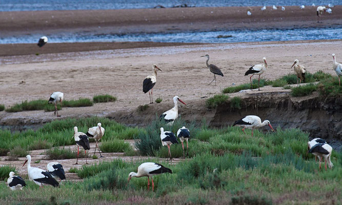 WEISSSTORCH, WHITE STORK,  CICONIA CICONIA