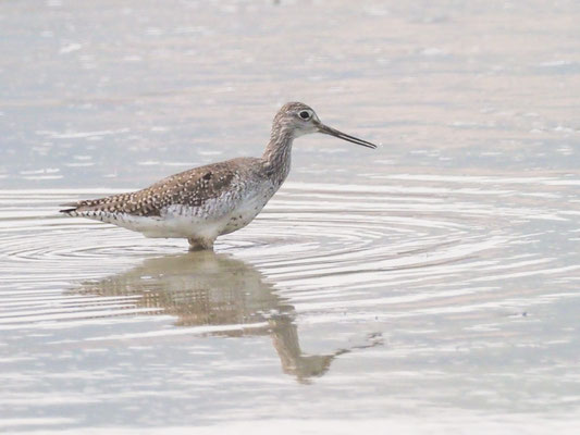 Großer Gelbschenkel, Greater Yellowlegs - Tringa melanoleuca