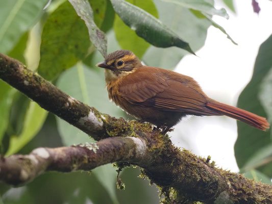 OCKERBRILLEN-BLATTSPÄHER, BUFF-FRONTED FOLIAGE-GLEANER - DENDROMA RUFA