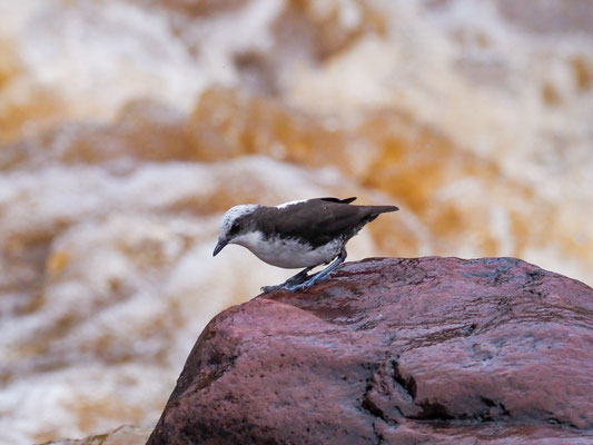 WEISSKOPF-WASSERAMSEL, WHITE-CAPPED DIPPER - CINCLUS LEUCOCEPHALU
