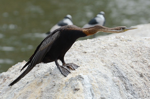 Afrikanischer Schlangenhalsvogel, African darter, Anhinga rufa