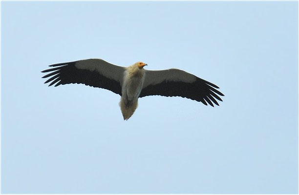 SEEADLER, WHITE-TAILED EAGLE, HALIAEETUS ALBICILLA