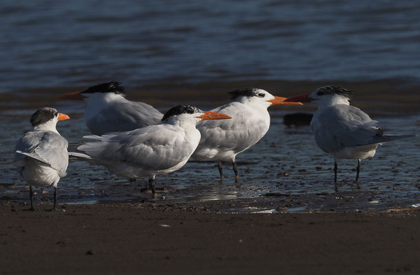 KÖNIGSSEESCHWALBE, ROYAL TERN, THALASSEUS MAXIMUS
