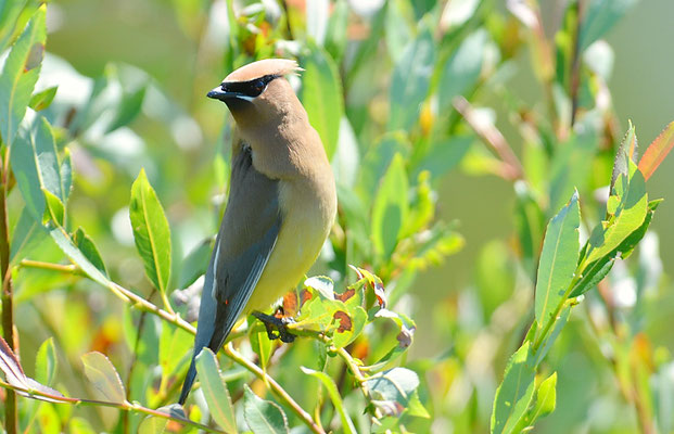 Zedernseidenschwanz - Cedar Waxwing (Bombycilla cedrorum