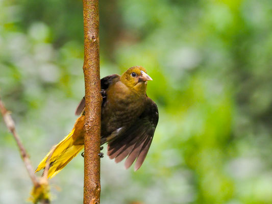 BREITHAUBEN-STIRNVOGEL, RUSSET-BACKED OROPENDOLA - PSAROCOLIUS ANGUSTIFRONS