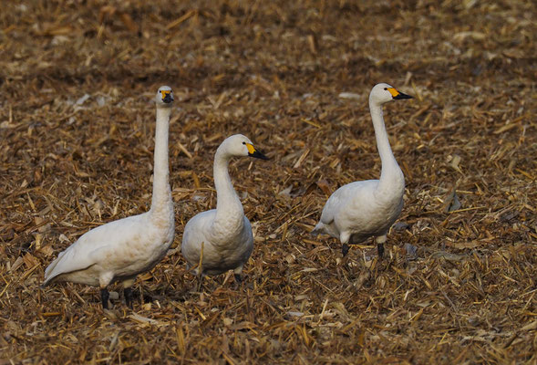 ZWERGSCHWAN, TUNDRA SWAN, CYGNUS COLUMBIANUS