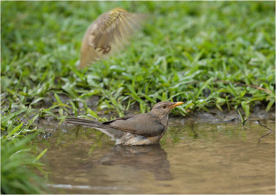 AFRIKADROSSEL, AFRICAN TRUSH, TURDUS PELI0S