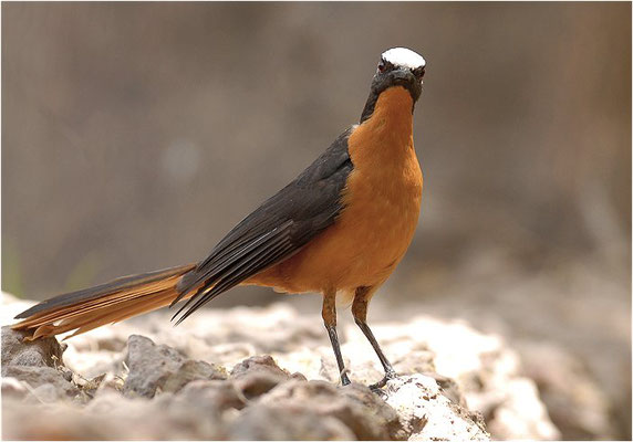 SCHUPPENKOPFRÖTEL, WHITE-CROWNED ROBIN-CHAT, COSSYPHA ALBICAPILLA