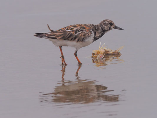 Steinwälzer, Ruddy Turnstone - Arenaria interpres