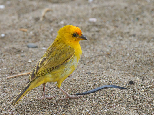 SAFRANAMMER, SAFFRON FINCH - SICALIS FLAVEOLA
