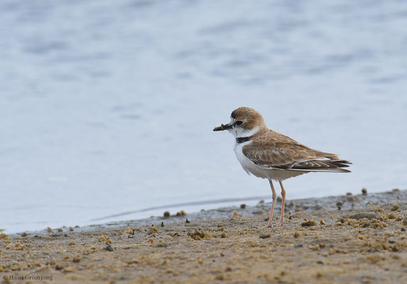 SCHLANKSCHNABELREGENPFEIFER, COLLARED PLOVER, CHARADRIUS COLLARIS