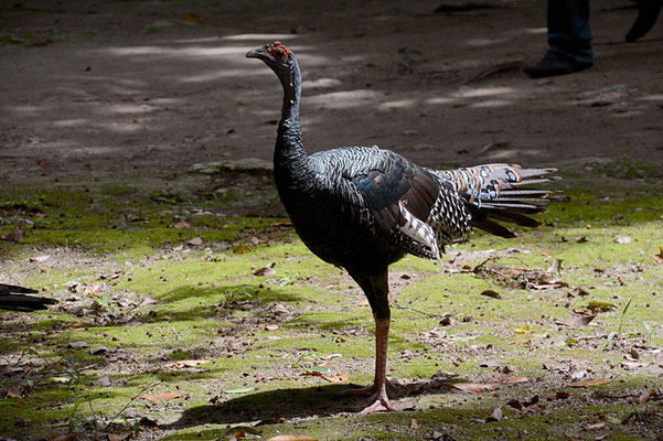 PFAUENTRUTHUHN, OCELLATED TURKEY, MELEAGRIS OCELLATA