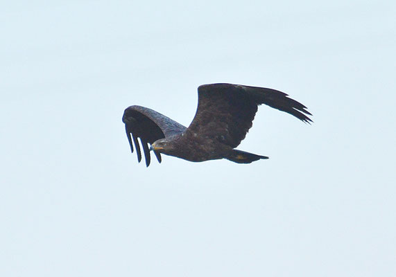 SCHREIADLER, LESSER SPOTTED EAGLE, AQUILA POMARINA