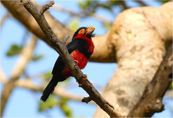 SENEGALFURCHENSCHNABEL, BEARDED BARBET, LYBIUS DUBIUS