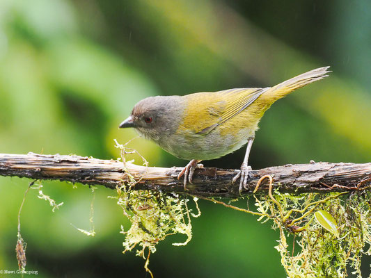 GRAUBRUST-BUSCHTANGARE, DUSKY BUSH TANAGER - CHLOROSPINGUS SEMIFUSCUS