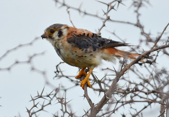 BUNTFALKE, AMERICAN KESTREL, FALCO SPARVERIUS - CURACAO