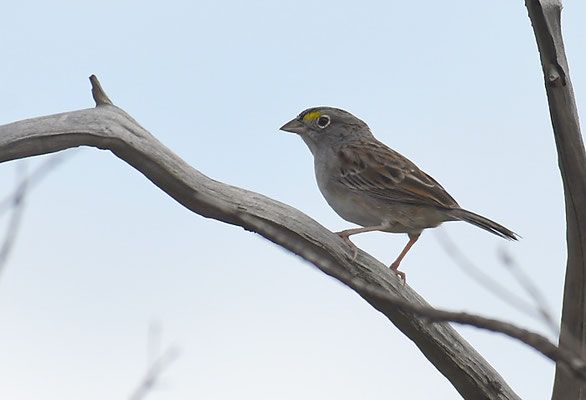 WACHTELAMMER, GRASSLAND SPARROW, AMMODRAMUS HUMERALIS