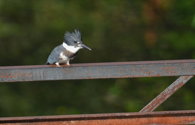 GÜRTELFISCHER, BELTED KINGFISHER, CERYLE ALCYON
